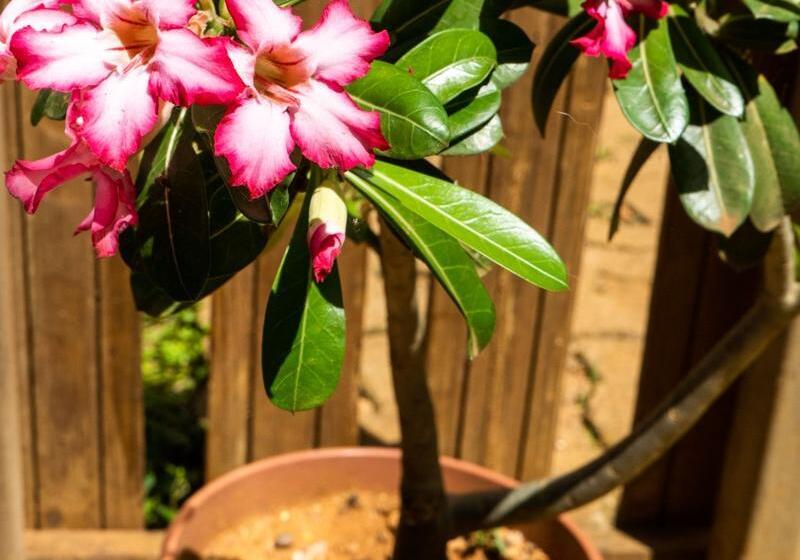 Отель Pousada Flôr Do Atlântico