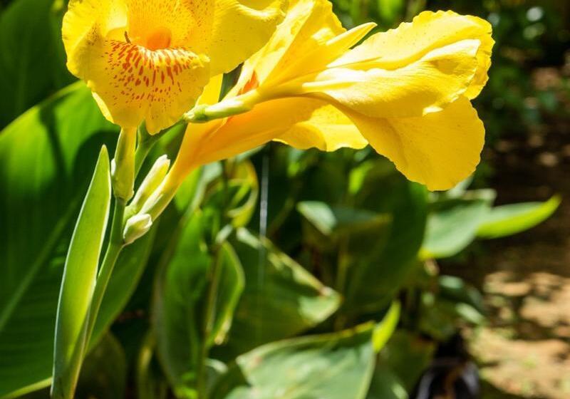 Отель Pousada Flôr Do Atlântico