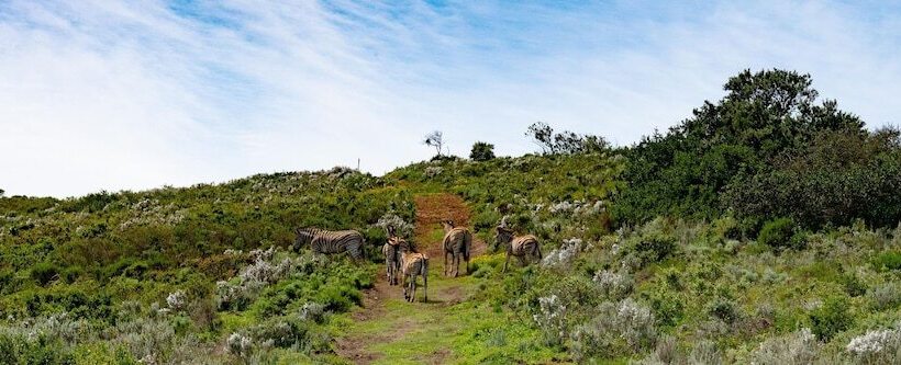 هتل Simbavati Fynbos On Sea