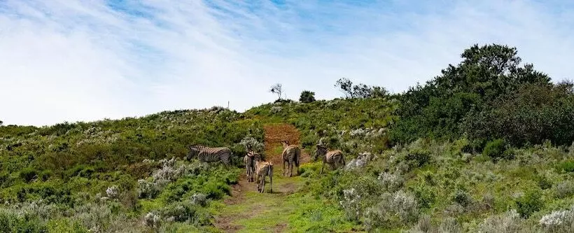 Hotelli Simbavati Fynbos On Sea