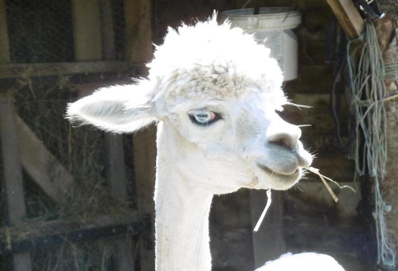 مبيت وإفطار Lazy Days