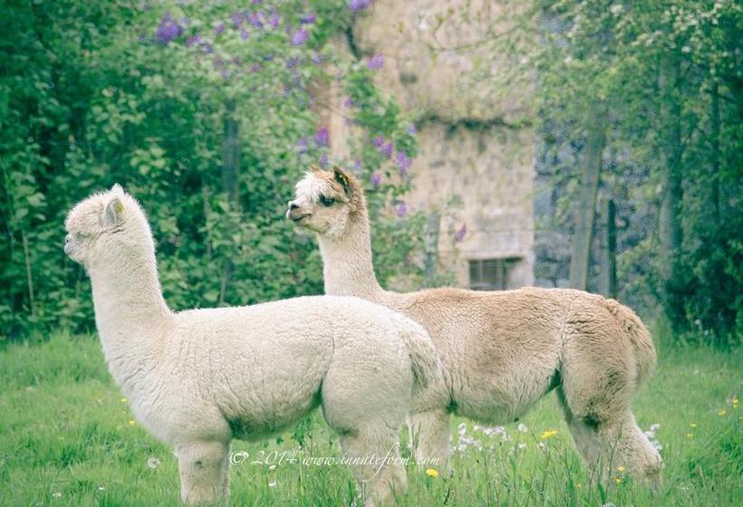 مبيت وإفطار Lazy Days