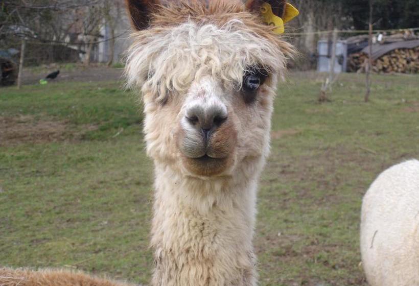 مبيت وإفطار Lazy Days