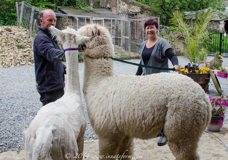 مبيت وإفطار Lazy Days