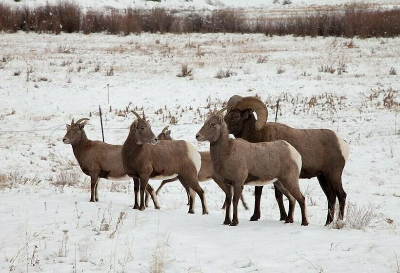 Authentic Cabin W/ Hot Tub In The San Juan Mtns!