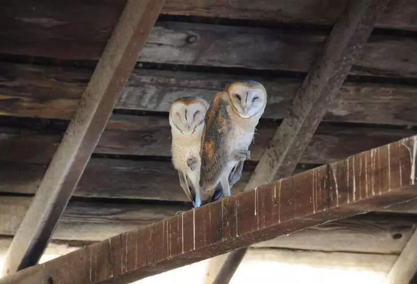 Aamiaismajoitus (B&B) The Gables Wine Country Inn