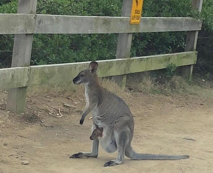 فندق Bryn Glas Farm Stay