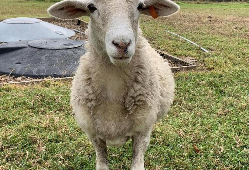 فندق Bryn Glas Farm Stay