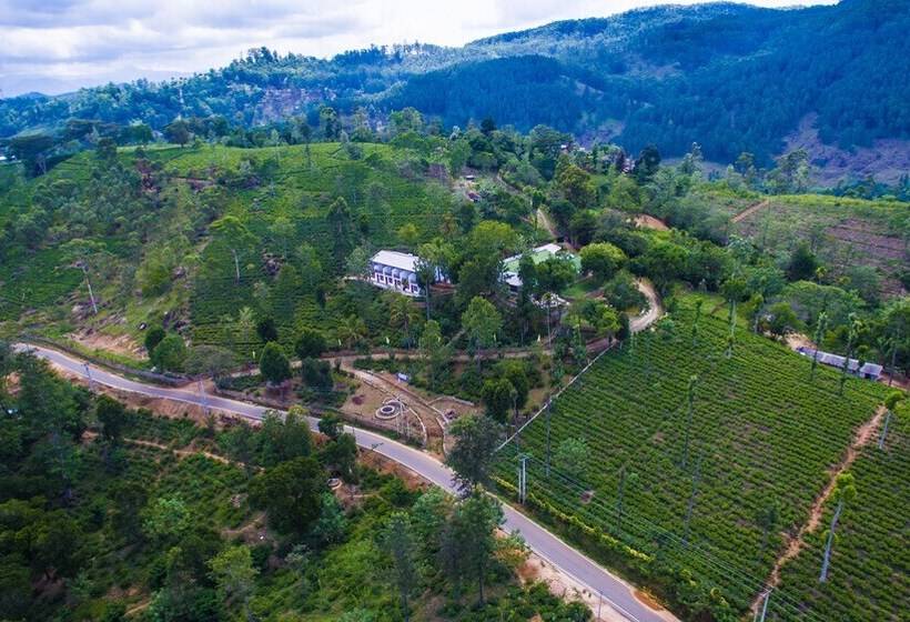 Hotel The Tea Tree Resort