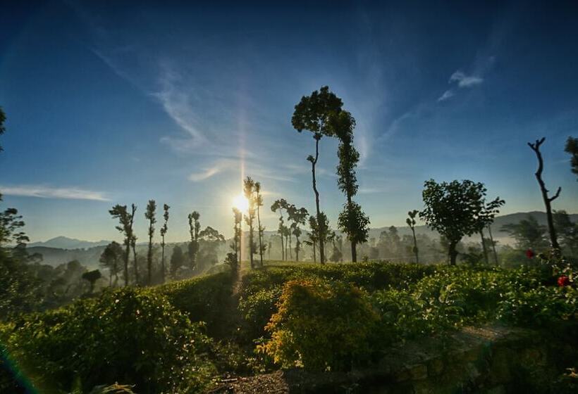 Hotel The Tea Tree Resort