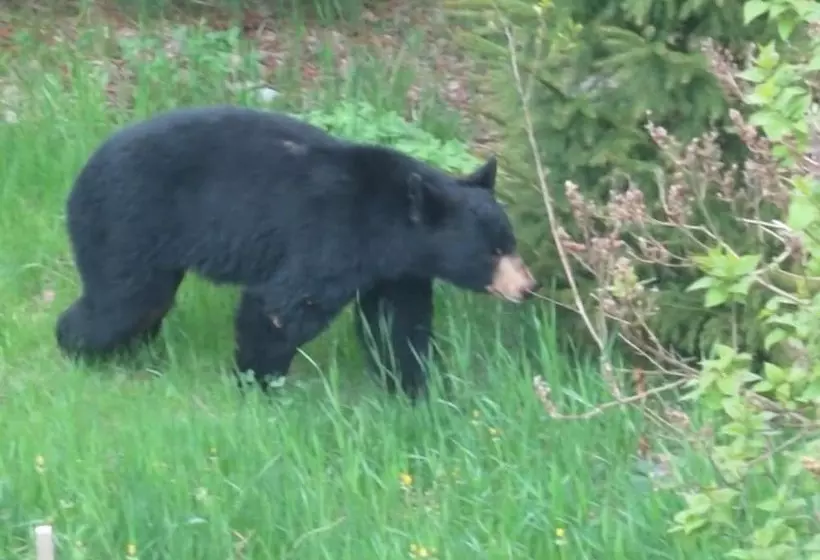 Dragonwood Castle  On Waterfront W/ Stunning View