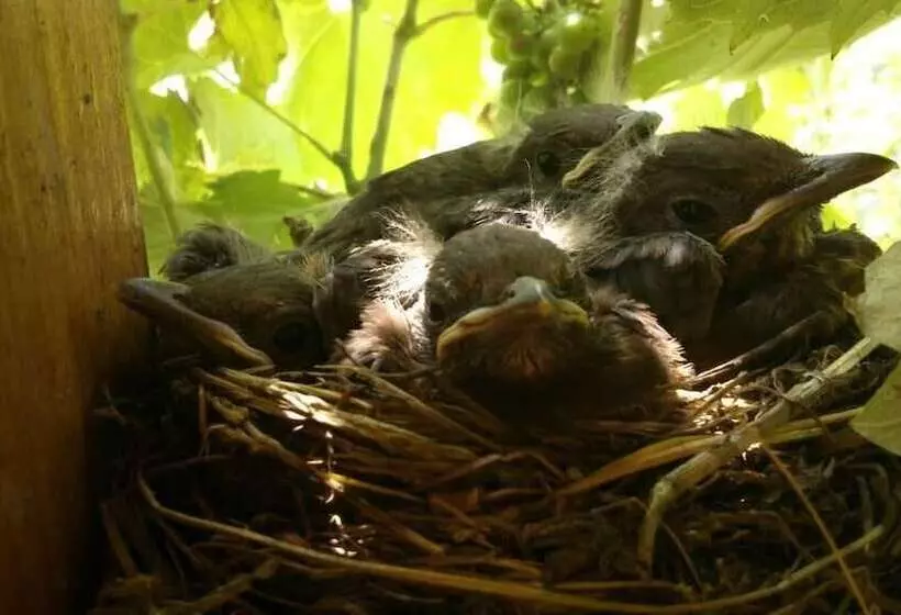 ペンション Kőszeghegyalja Vendégház