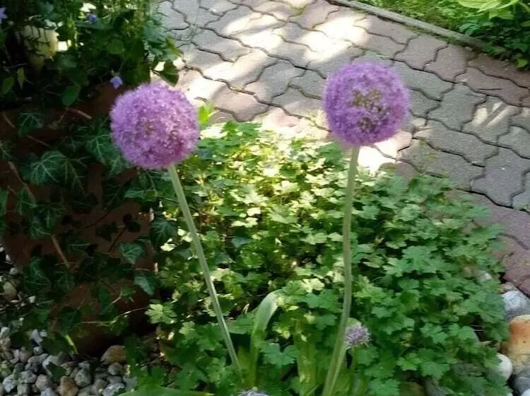 ペンション Kőszeghegyalja Vendégház