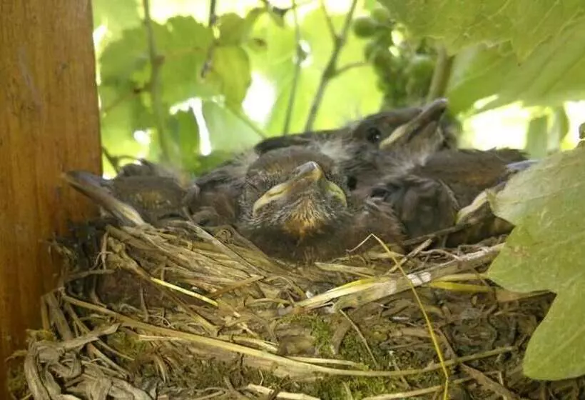 ペンション Kőszeghegyalja Vendégház