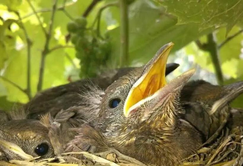 ペンション Kőszeghegyalja Vendégház