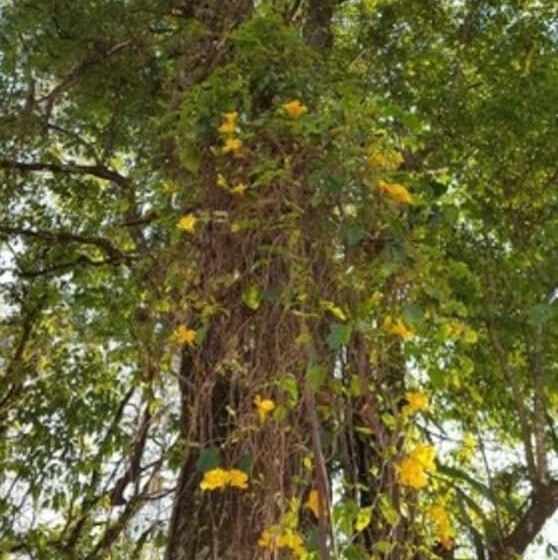Kelta Hotel Puerto Iguazu