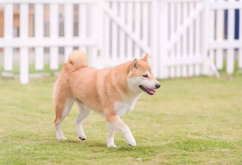 تختخواب و صبحانه Pet Taitung Homeabout