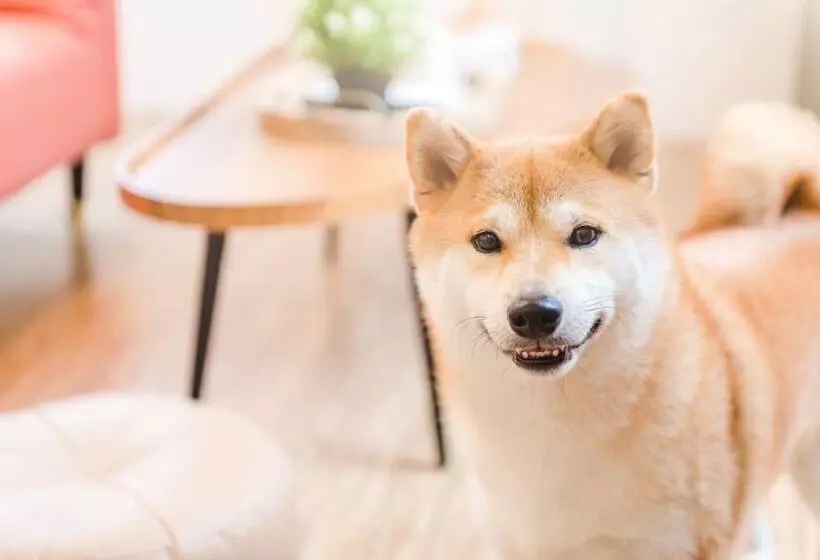 تختخواب و صبحانه Pet Taitung Homeabout