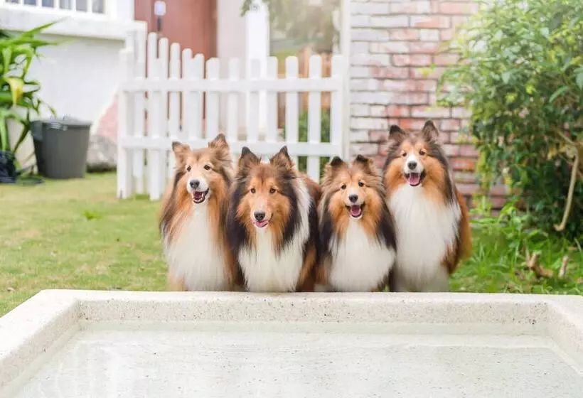 تختخواب و صبحانه Pet Taitung Homeabout