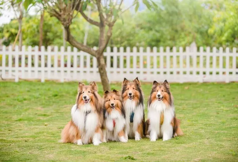 تختخواب و صبحانه Pet Taitung Homeabout