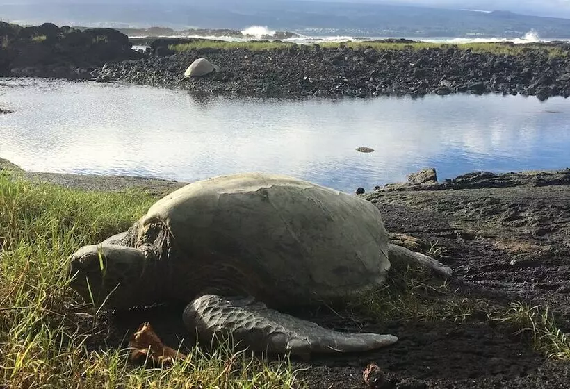 Hotelli Hilo Beach House Inn