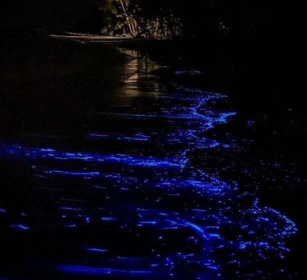 Panda Holiday 中国酒店 中国餐厅 Vx Gsundindi