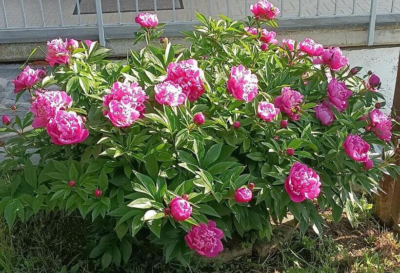 Bed and Breakfast Compiano Bb Strela 39