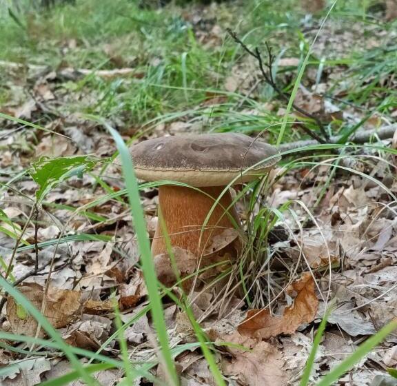 Bed and Breakfast Compiano Bb Strela 39