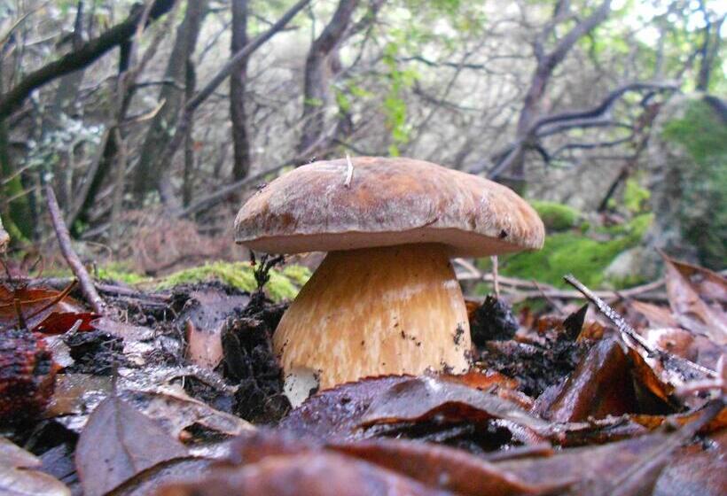 Bed and Breakfast Compiano Bb Strela 39