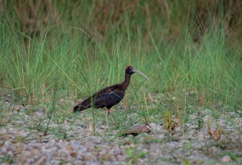 هتل Bagaicha Adventure Resort