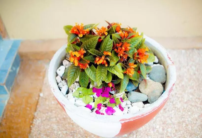 Hotelli Palm Cultural Village