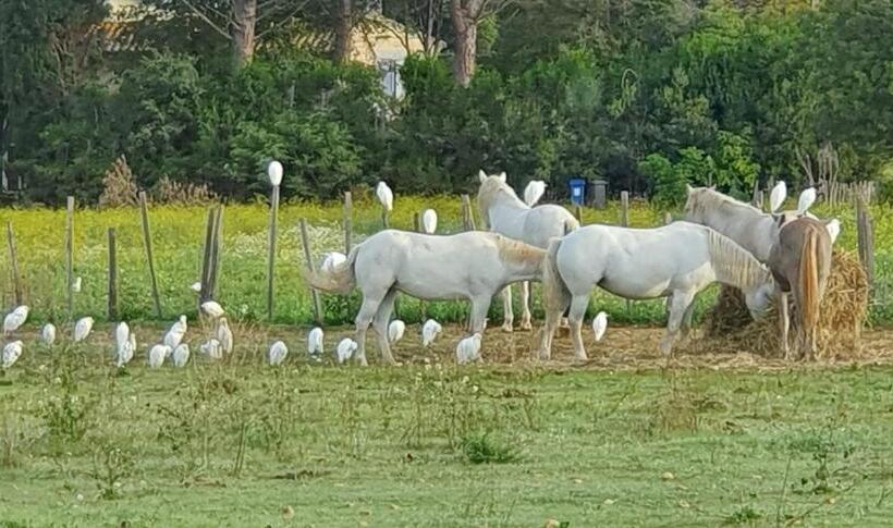 ベッドアンドブレックファースト Les Bonbonnettes