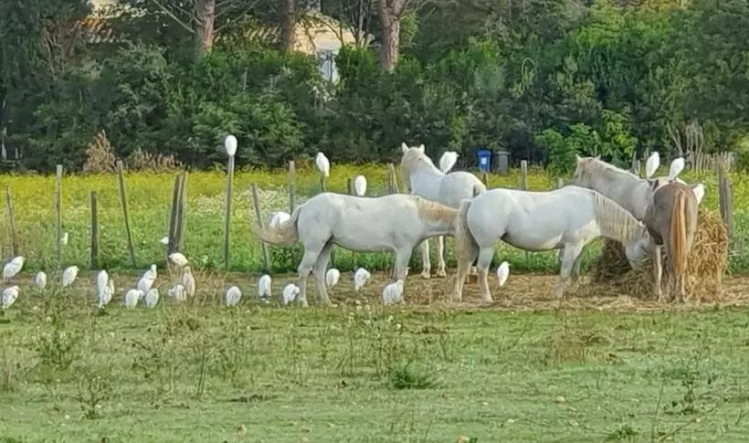 Aamiaismajoitus (B&B) Les Bonbonnettes