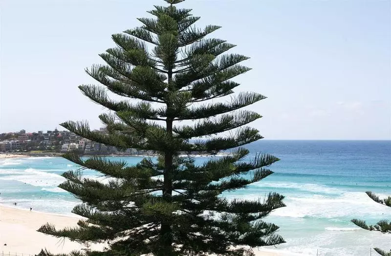 ホテル Bondi 38 Serviced Apartments