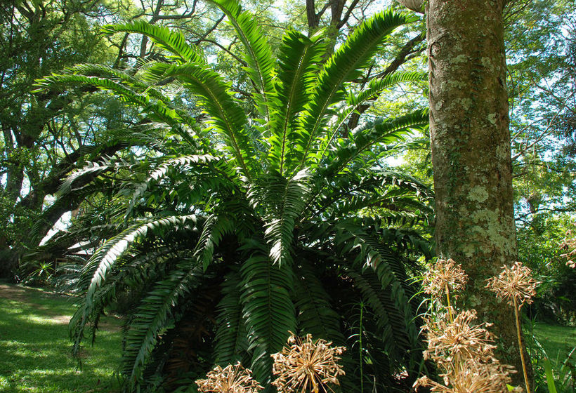 Отель Reilly's Rock Hilltop Lodge