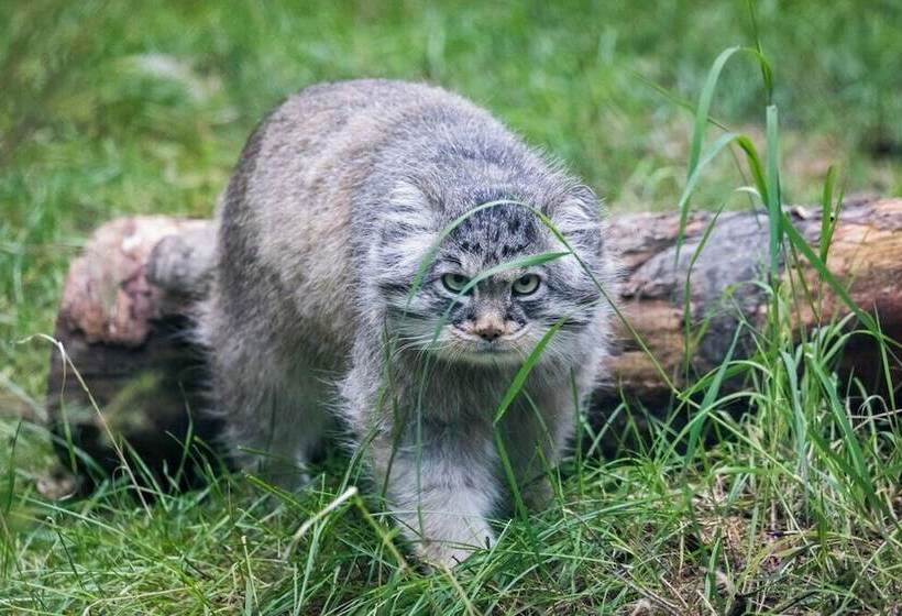 Ranua Resort Holiday Villas