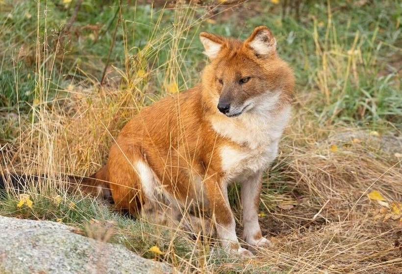 Ranua Resort Holiday Villas