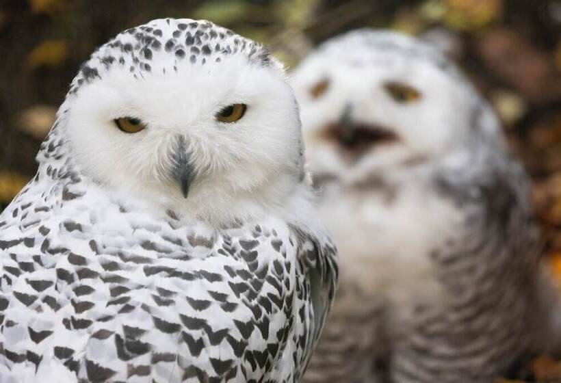 Ranua Resort Holiday Villas