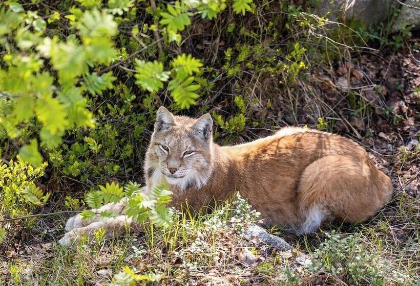 Ranua Resort Holiday Villas