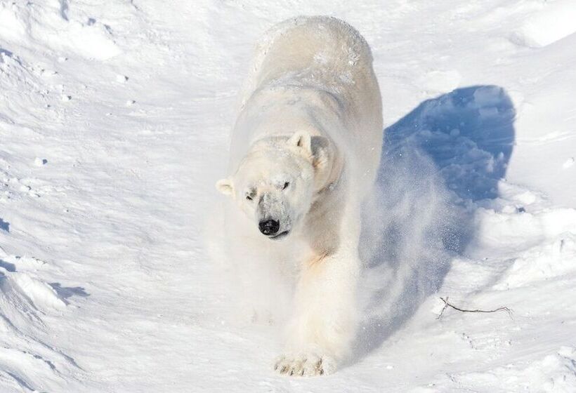 Ranua Resort Holiday Villas