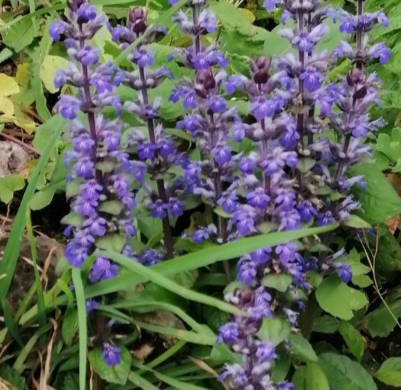 Bed and Breakfast Il Metato Di Gallena