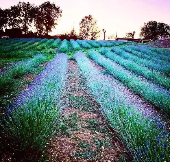 ホテル La Lavandula
