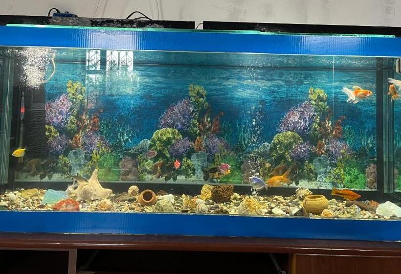 تختخواب و صبحانه Elmar Guesthouse