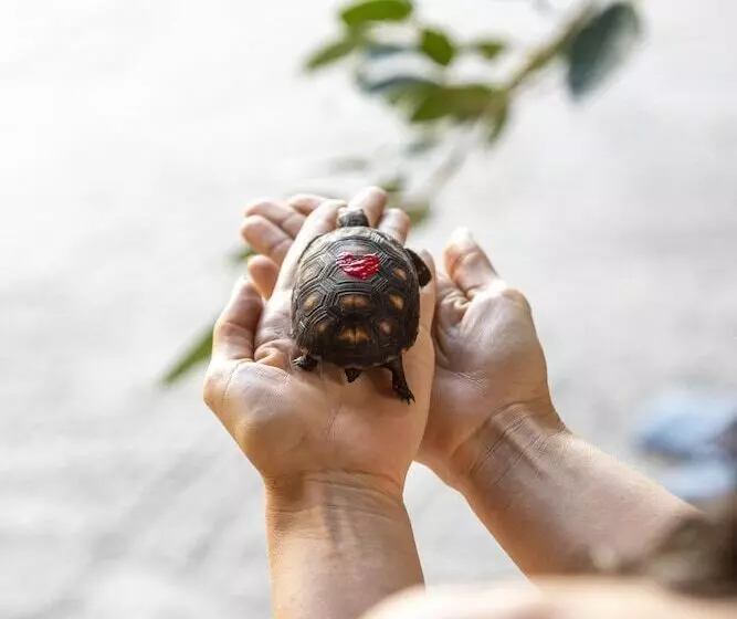هتل The Aerial, Bvi