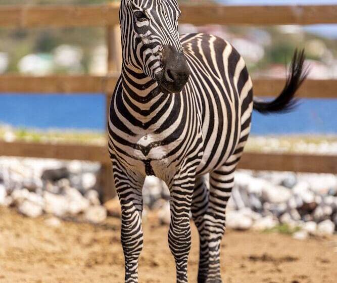 هتل The Aerial, Bvi