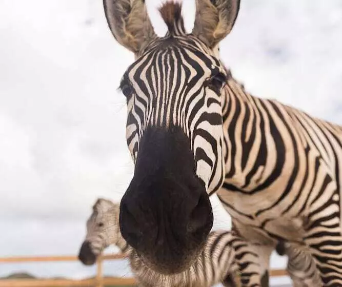 هتل The Aerial, Bvi