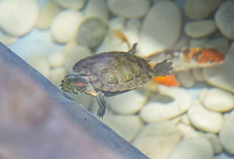 Flower Pot Complex Aparts & Studios!