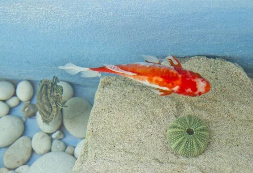 Flower Pot Complex Aparts & Studios!