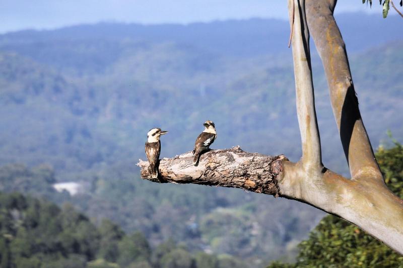 Phoenix Eumundi Bed & Breakfast