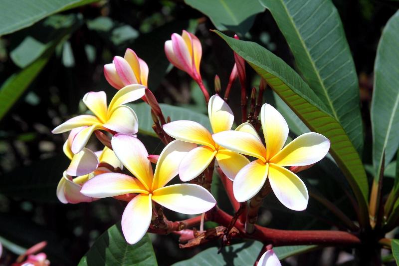 Phoenix Eumundi Bed & Breakfast